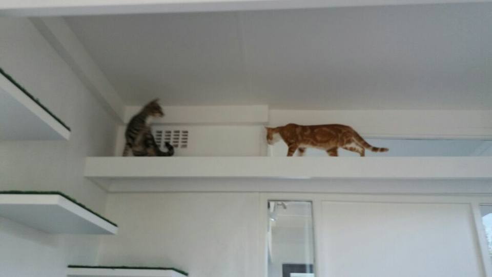 Happy Cat Hotel